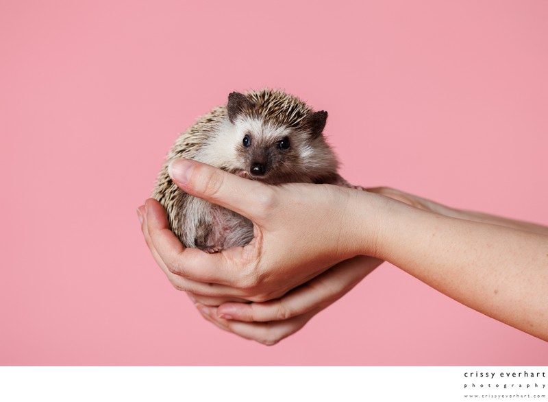 Exotic Pet Photos