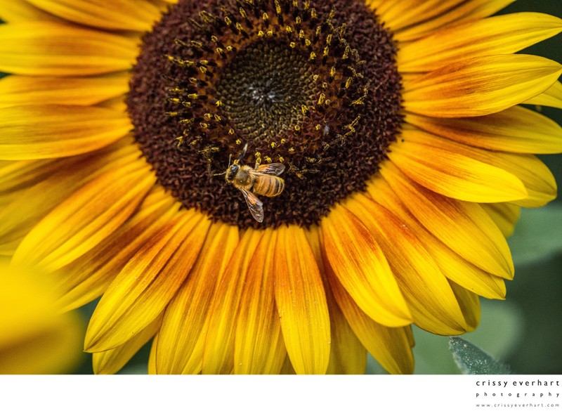 Honeybee on Sunflower: Macro Photography