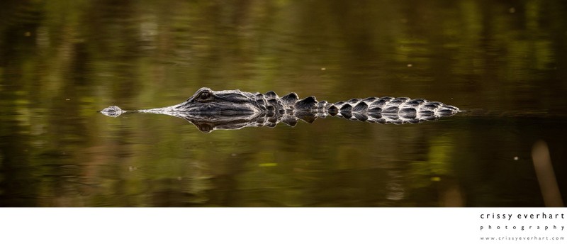 Dramatic Wildlife Photos
