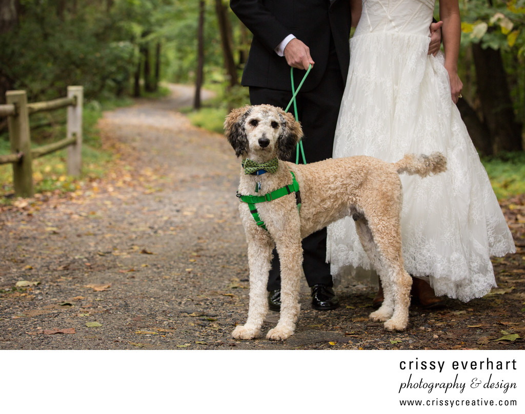 Poodle in Bow Tie - Wedding Photographer Who Loves Dogs