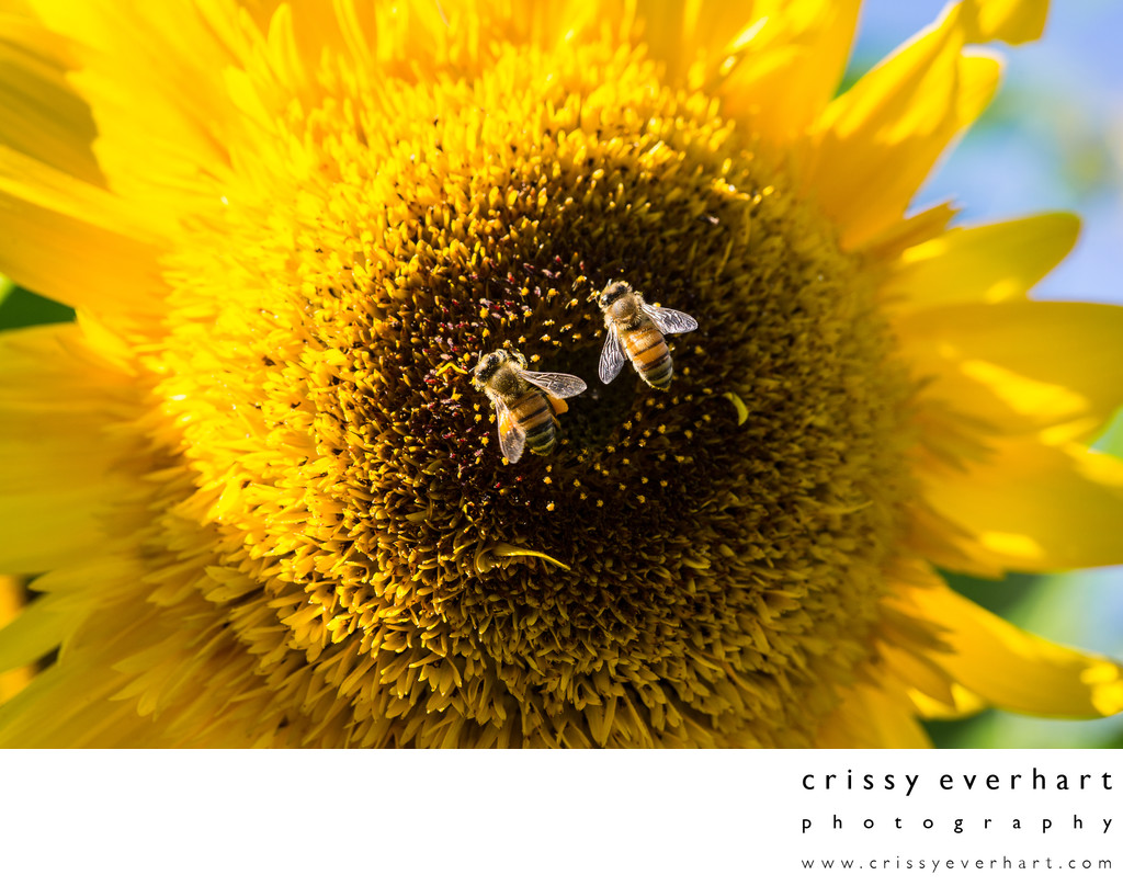 Macro of two honeybees gathering pollen from sunflower