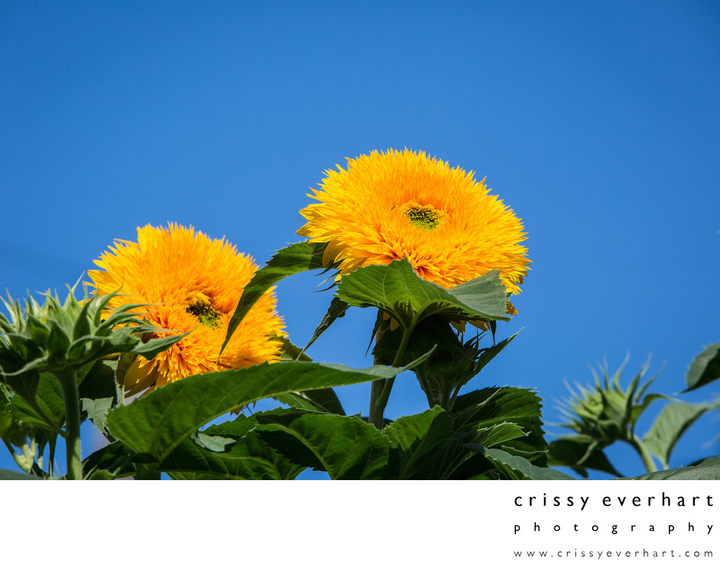 Yellow teddy bear sunflowers against bright blue sky