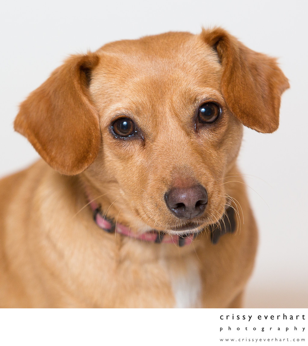 Professional Pet Portraits in Malvern- SPCA Rescue Mutt