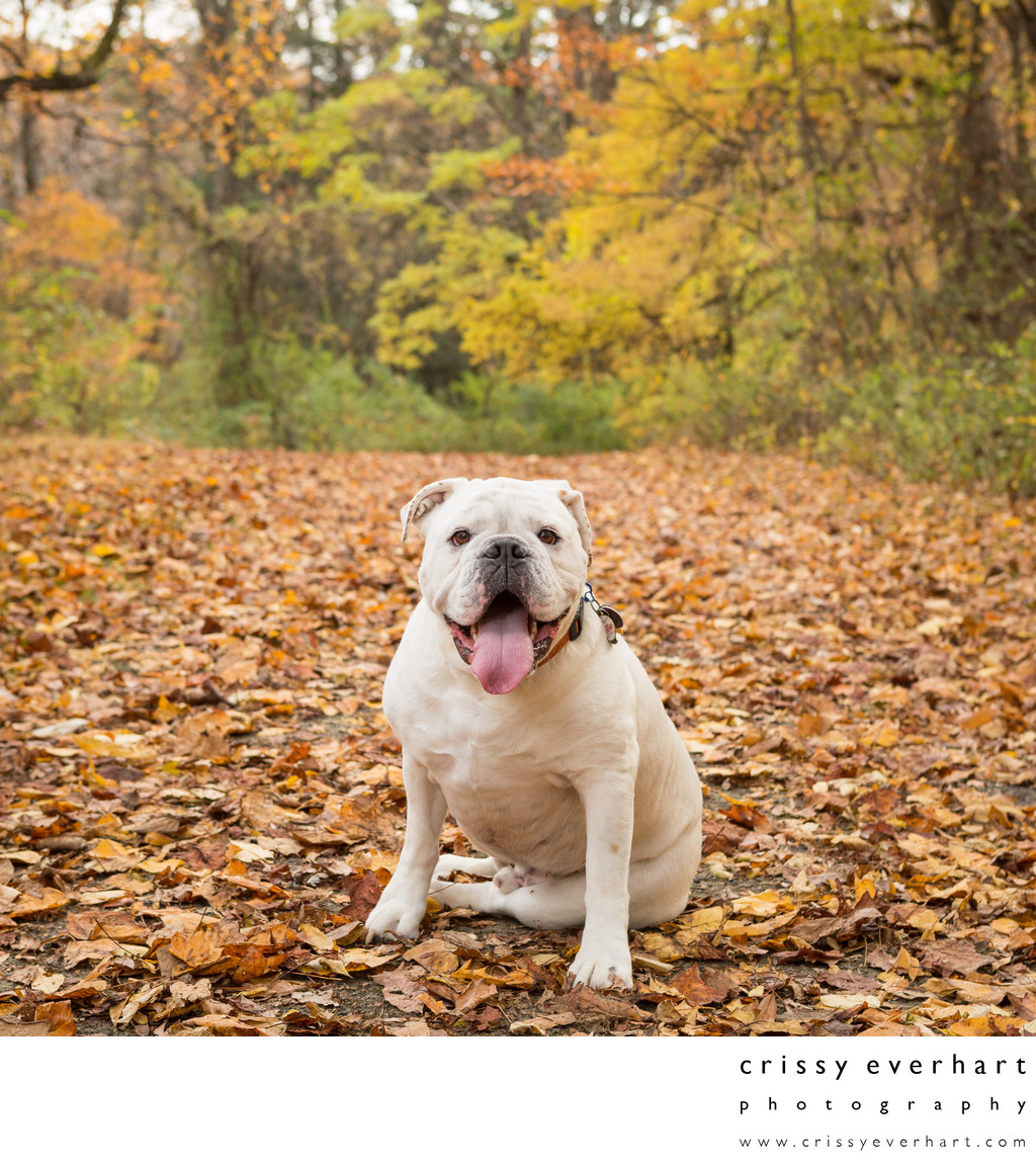 Pet Photos in Fall Foliage - Malvern Pet Photographer
