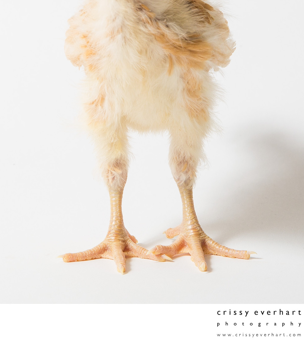 Fuzzy Chicken Legs - Honey - 14 Days Old