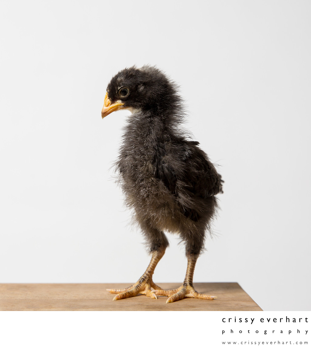 Pepper - 14 Days Old - Plymouth Barred Rock Chick