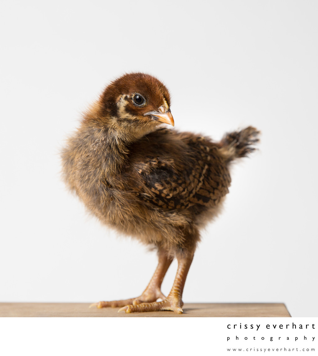 Teriyaki - Two Weeks Old - Barnevelder Chicken