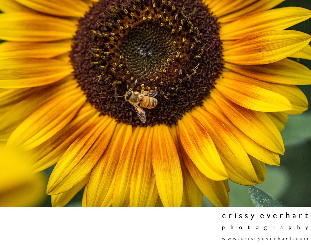 Honeybee on Sunflower: Macro Photography