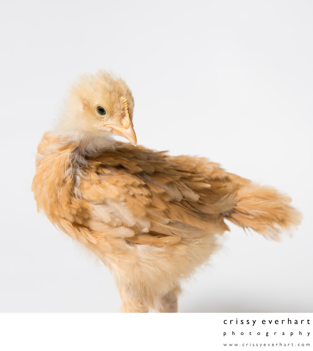 Honey - 3 Weeks Old - Buff Orpington Chick