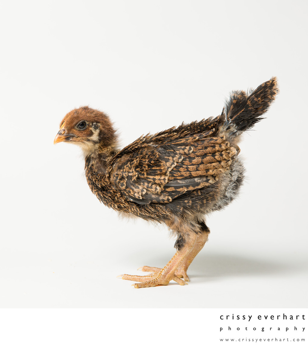 Teriyaki - Three Weeks Old - Barnevelder Chicken