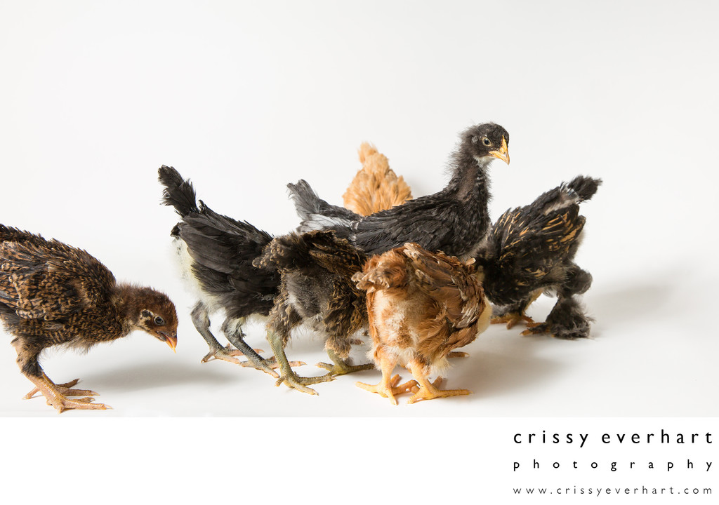Three Week Old Pet Chickens - Odd Pet Portraits