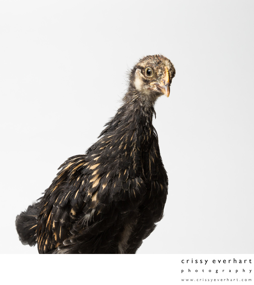 Poppy - 28 Days Old - Golden Laced Cochin