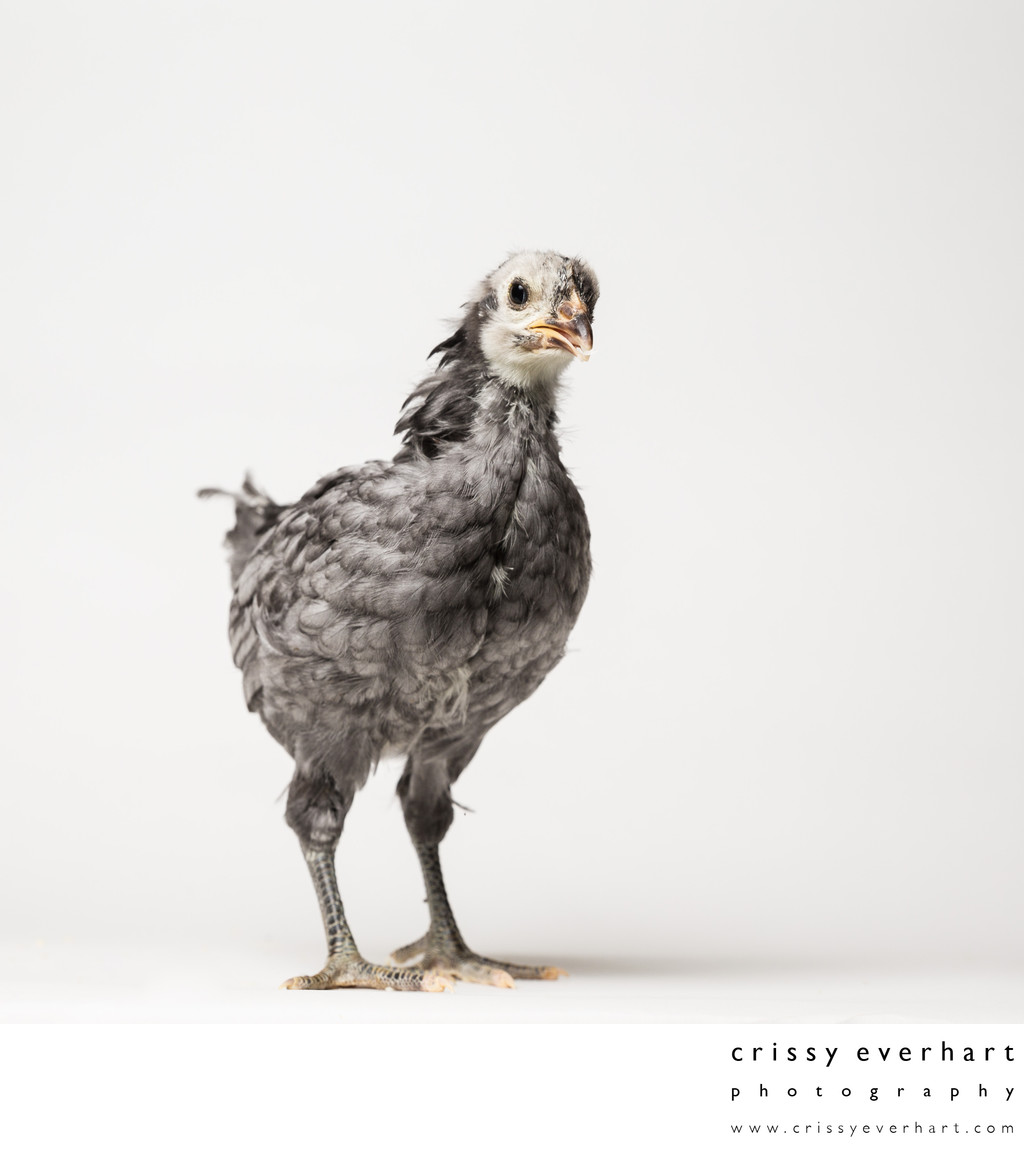 Blue - Four Weeks Old - Blue Andalusian Chick