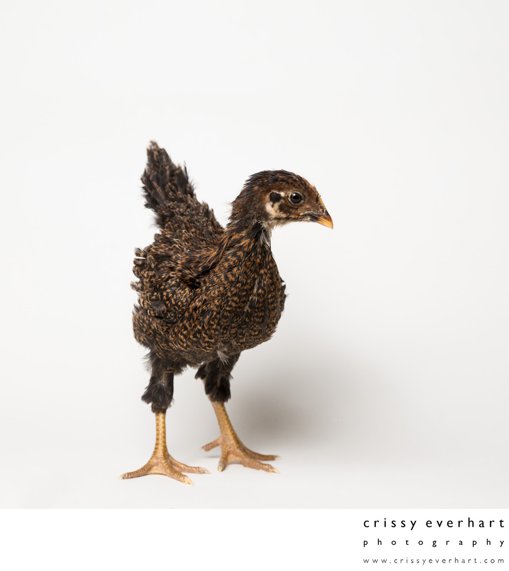 Teriyaki - Four Weeks Old - Barnevelder Chicken