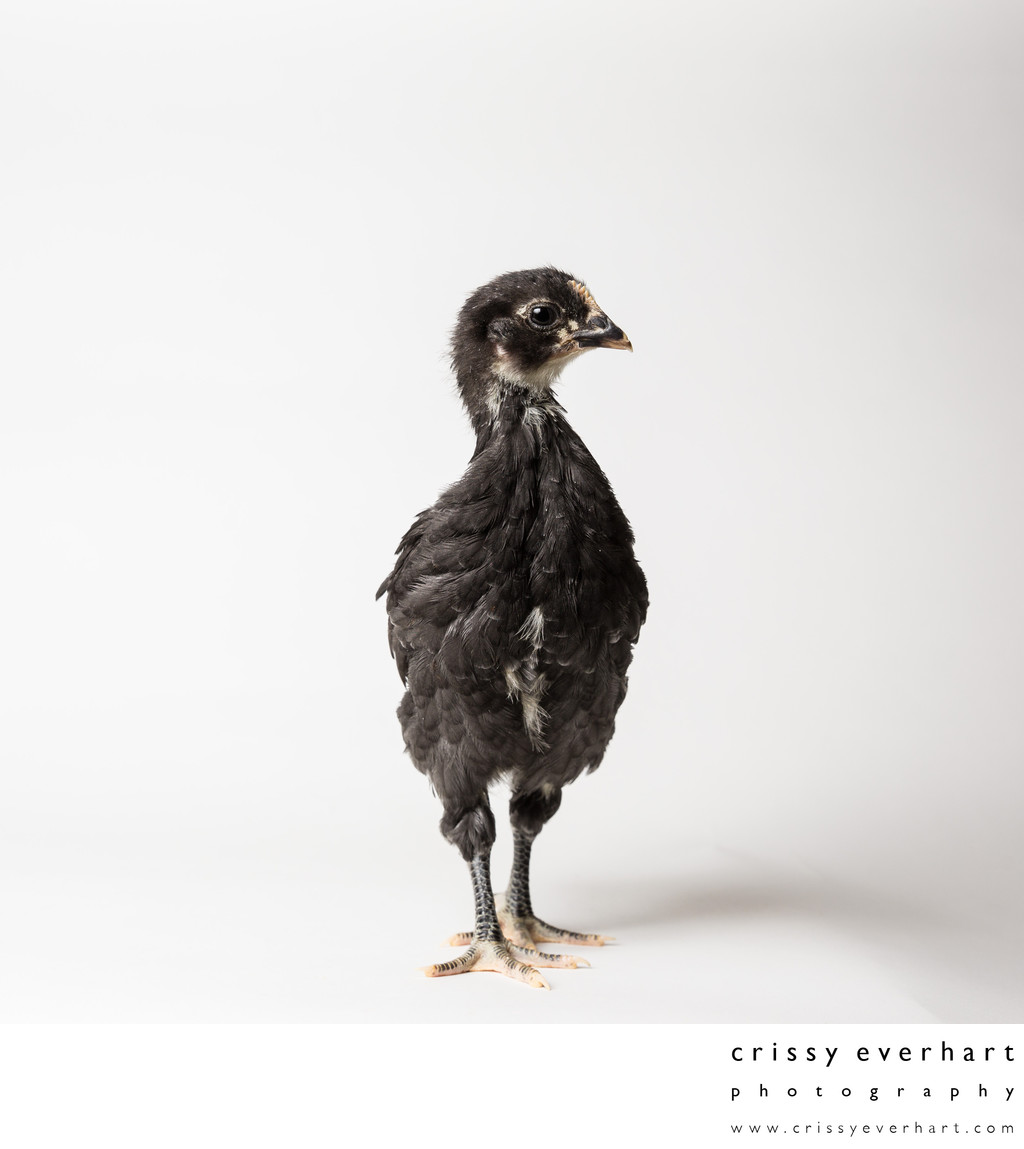 Noodle - One Month Old - Black Australorp Chicken