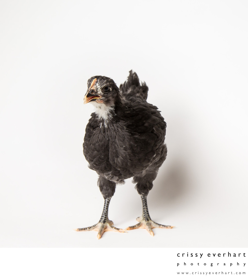 Noodle - 35 Days Old - Black Australorp Chicken