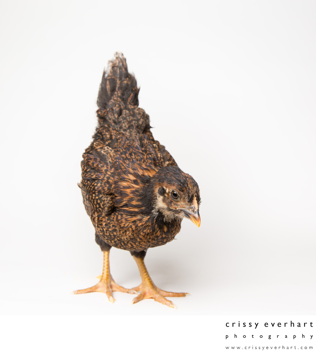 Teriyaki - Five Weeks Old - Barnevelder Chicken