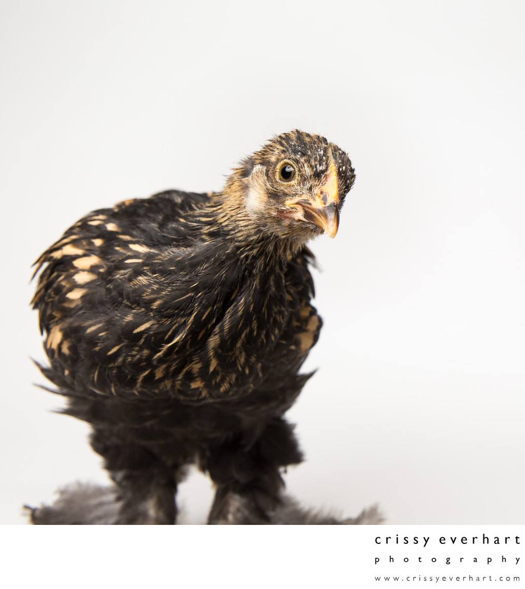 Poppy - Five Weeks Old - Golden Laced Cochin