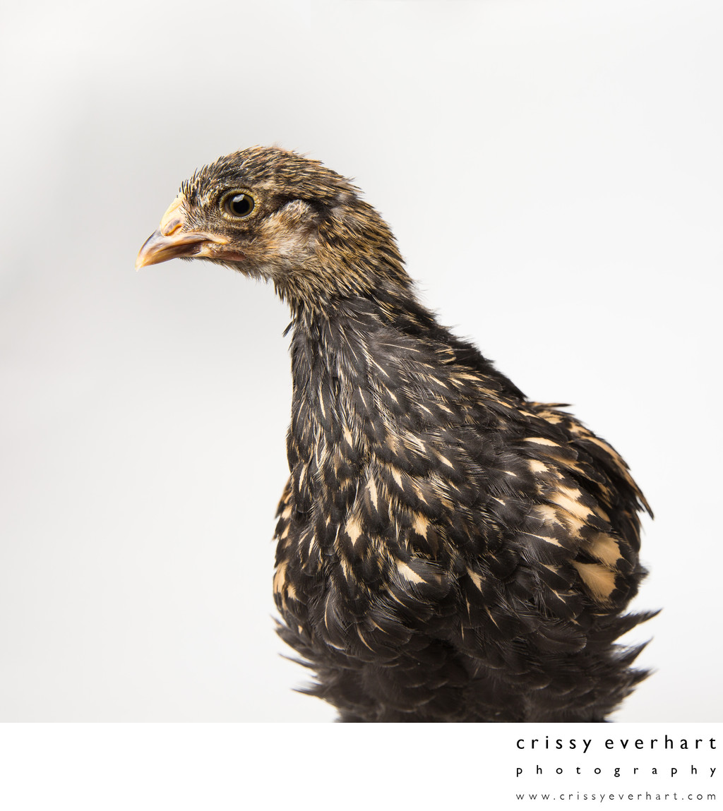 Poppy - 35 Days Old - Golden Laced Cochin