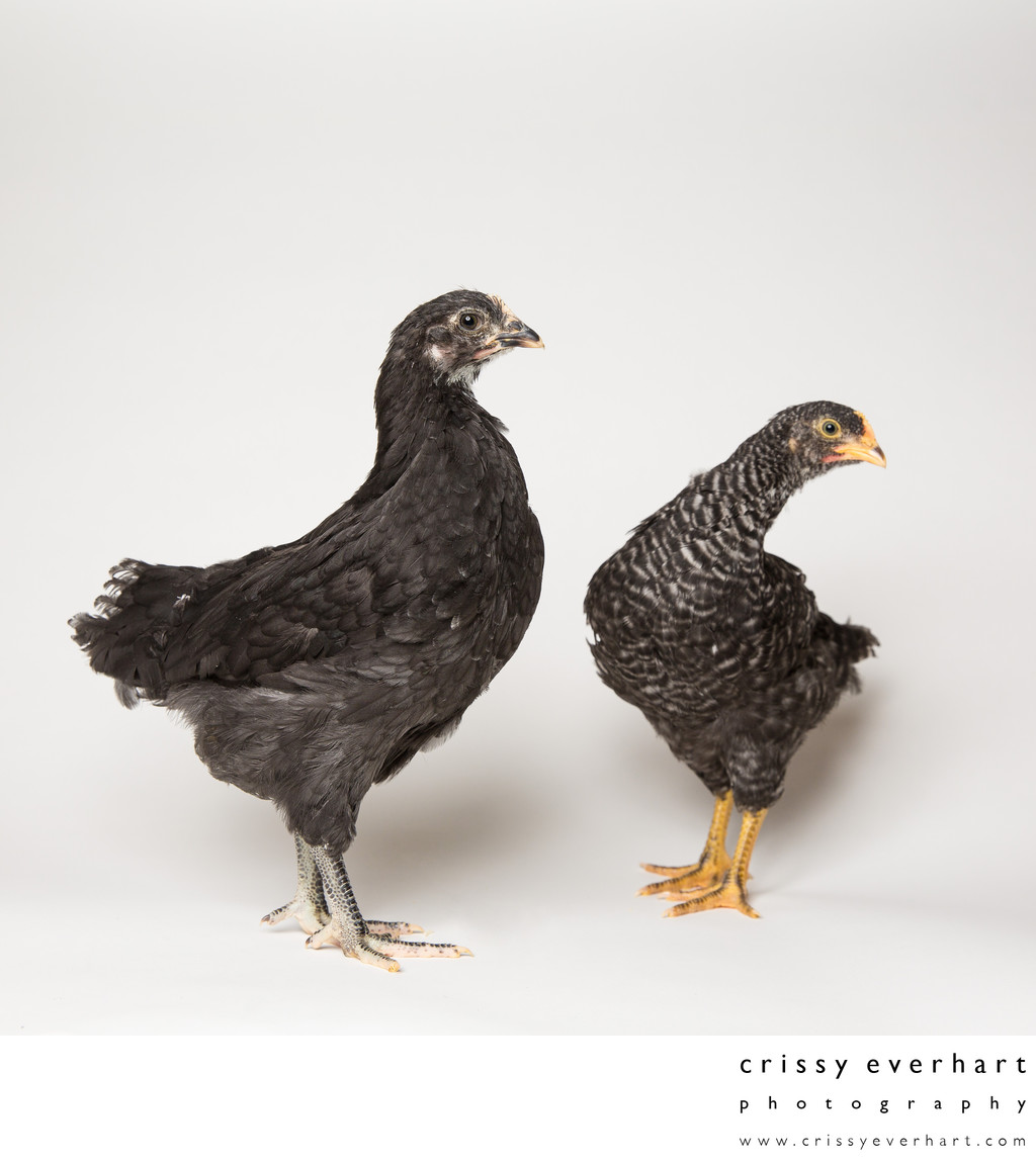 Noodle and Pepper, the Two Black Hens