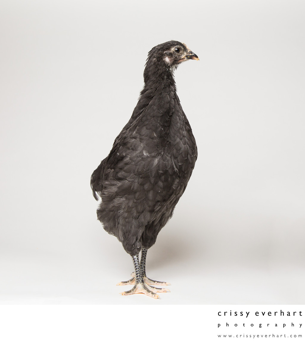 Noodle - Six Weeks Old - Black Australorp Chicken