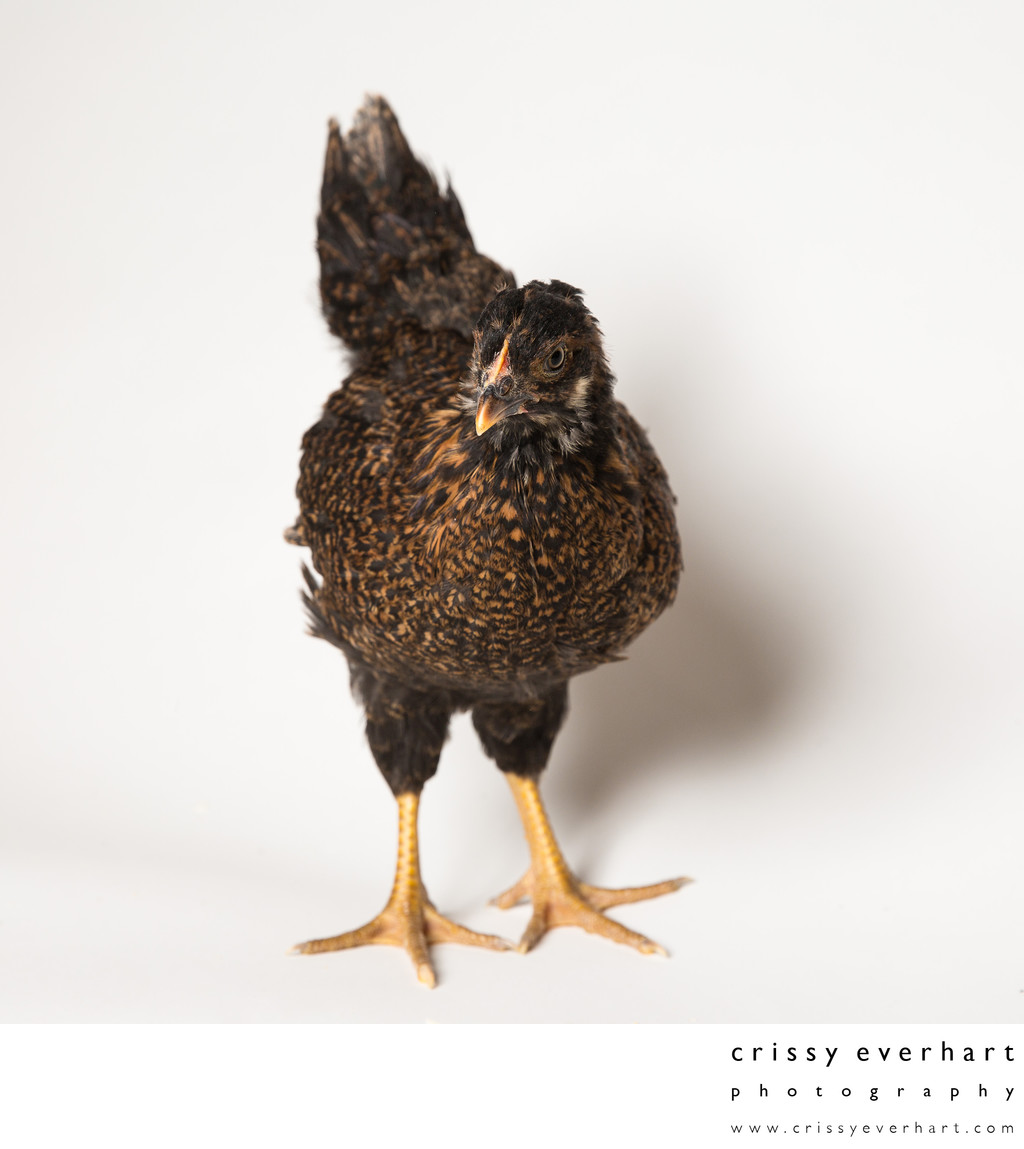 Teriyaki - Six Weeks Old - Barnevelder Chicken