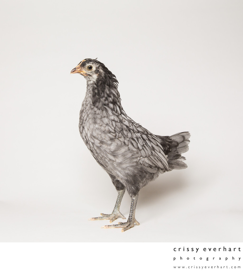 Blue - Six Weeks Old - Blue Andalusian Hen