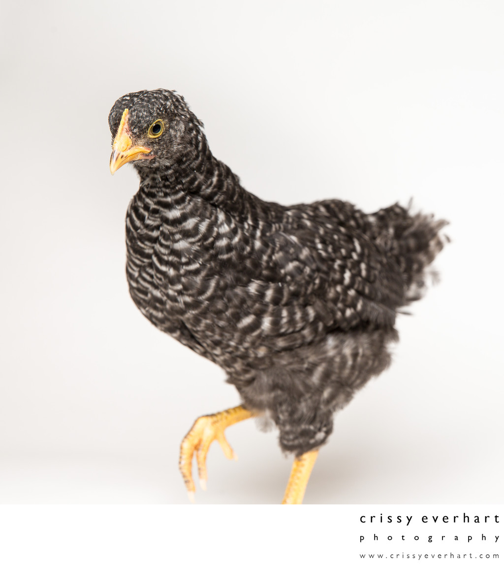 Pepper - Six Week Old Plymouth Barred Rock Pet Chicken