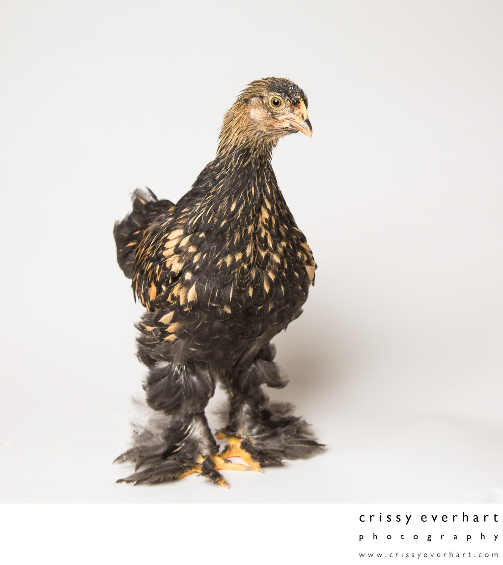 Poppy - Six Weeks Old - Golden Laced Cochin Chicken