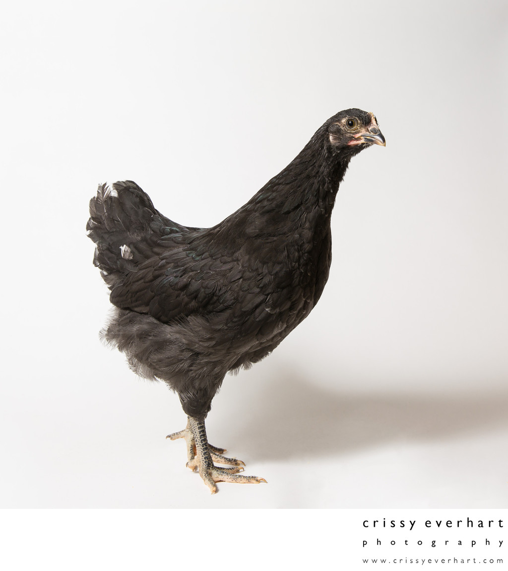 Noodle - Eight Weeks Old - Black Australorp Chicken