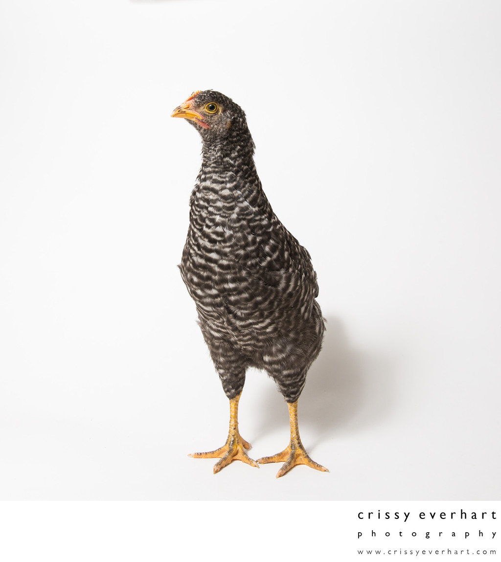 Pepper - 8 Weeks Old - Plymouth Barred Rock Pullet