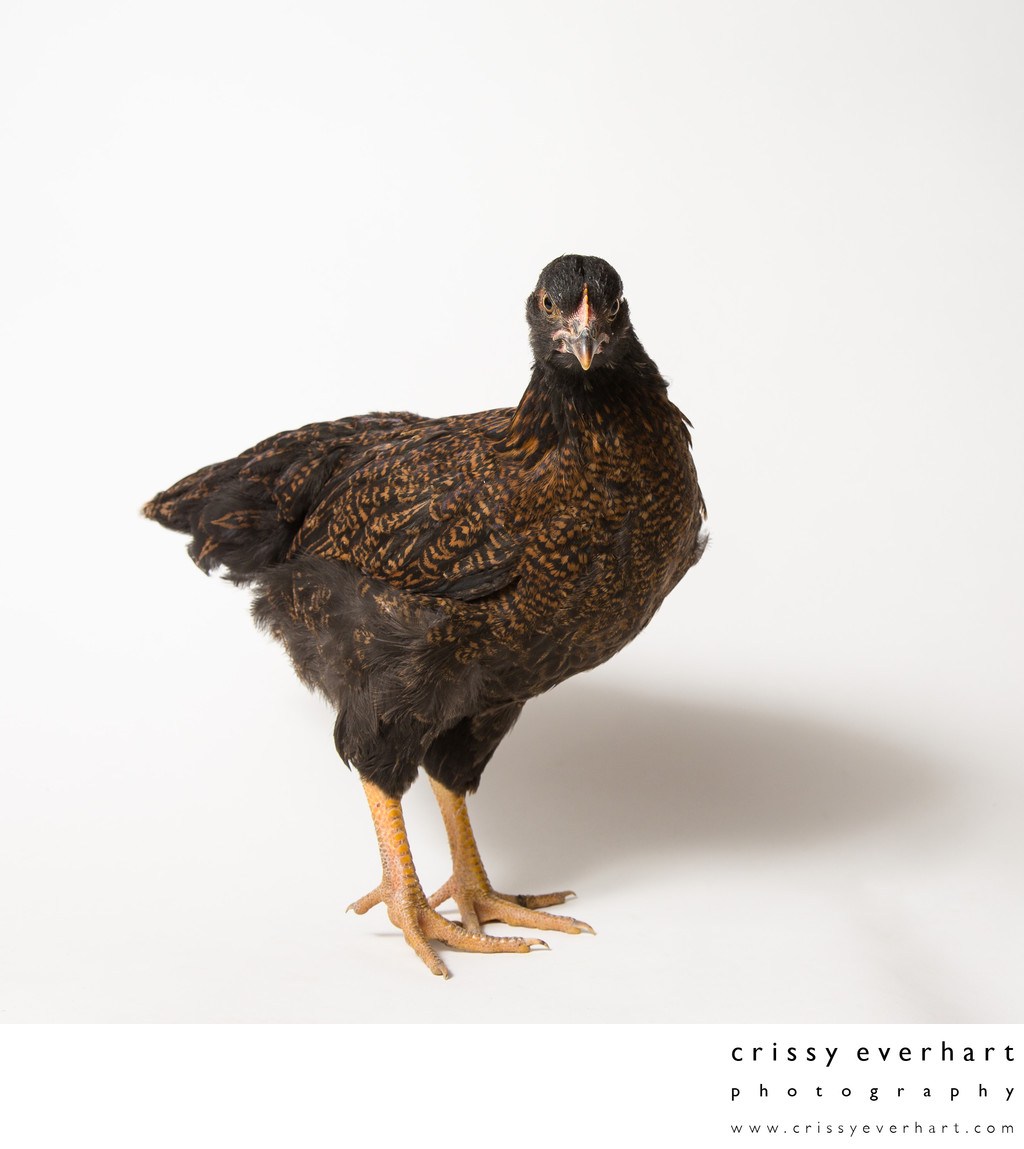 Teriyaki - Eight Weeks Old - Barnevelder Chicken