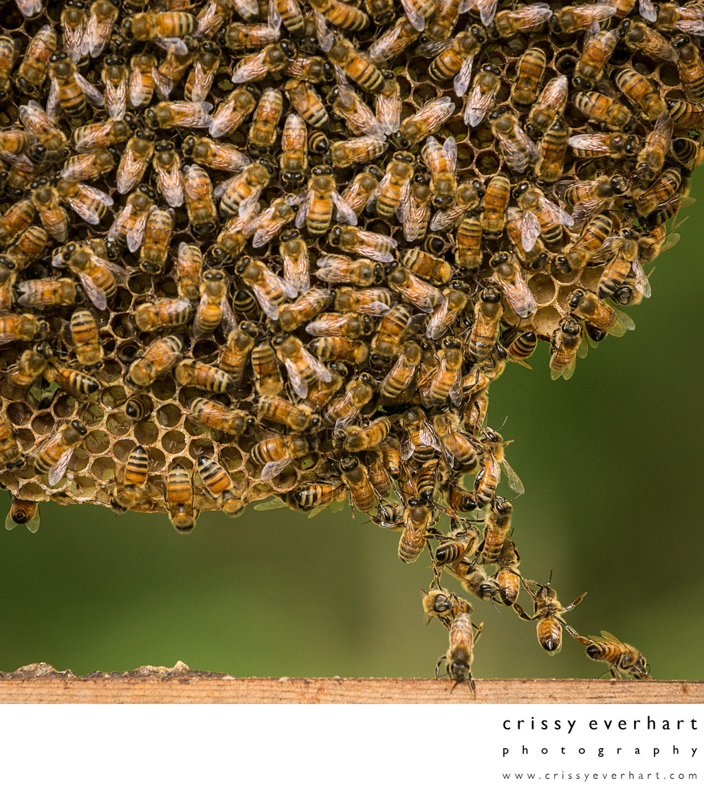 Bee Bridge - Building a Queen Cell