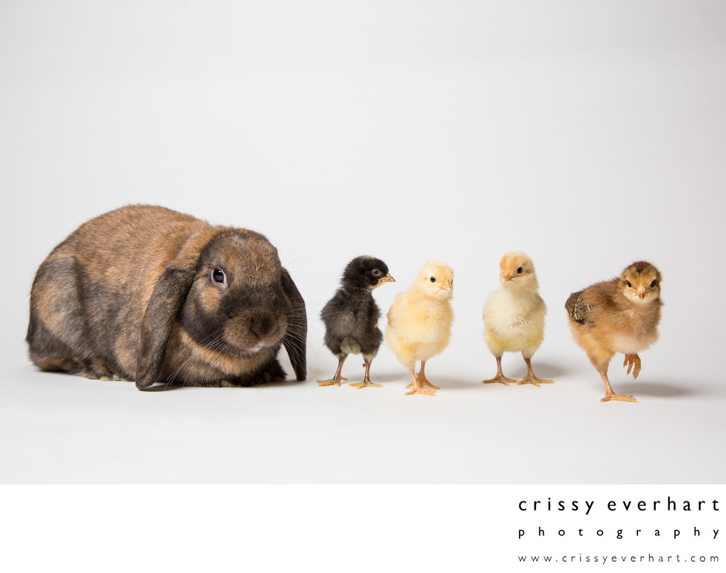 Pet Portraits in Chester County- Rabbit and Chicks