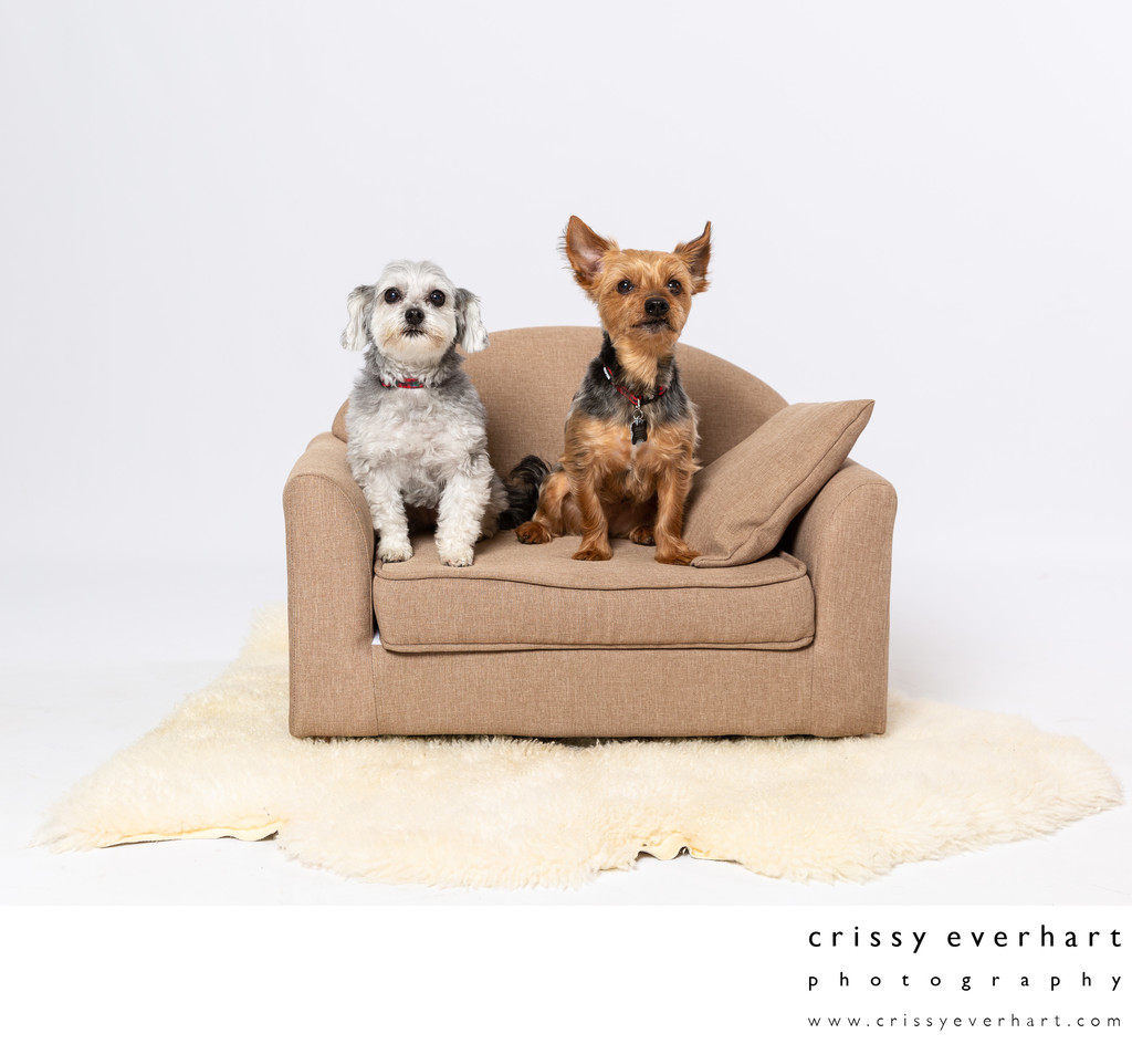 Dog Portraits - Pet Friendly Photo Studio 
