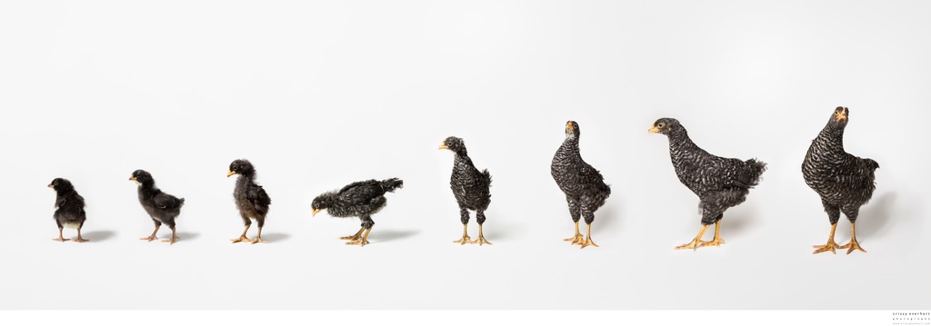 Pet Composite Photos, Chicken Growing Up