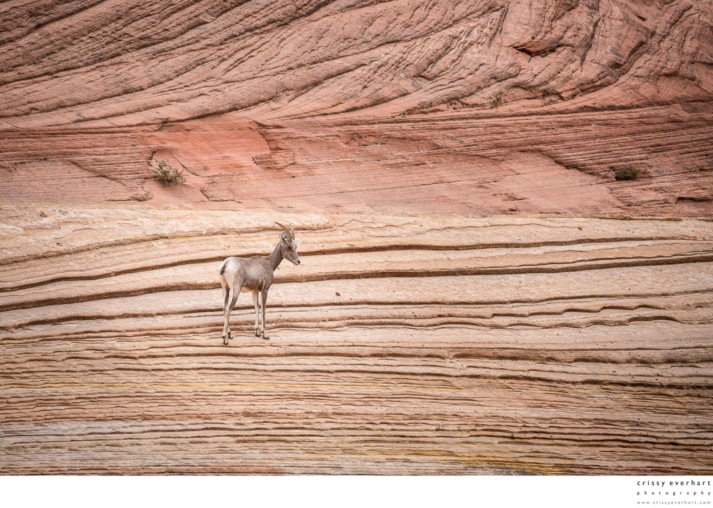 Zion Bighorn Sheep -Wildlife Photography