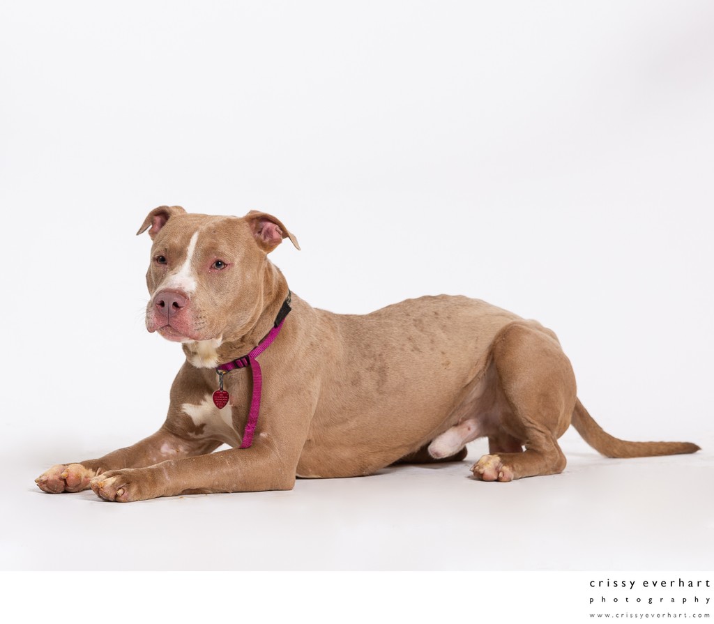 Pit Bull Rescue Dog Photos