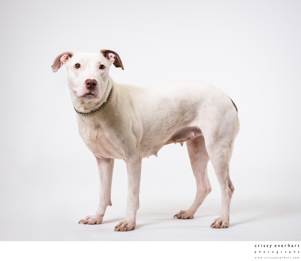 Rescue Dog Portraits