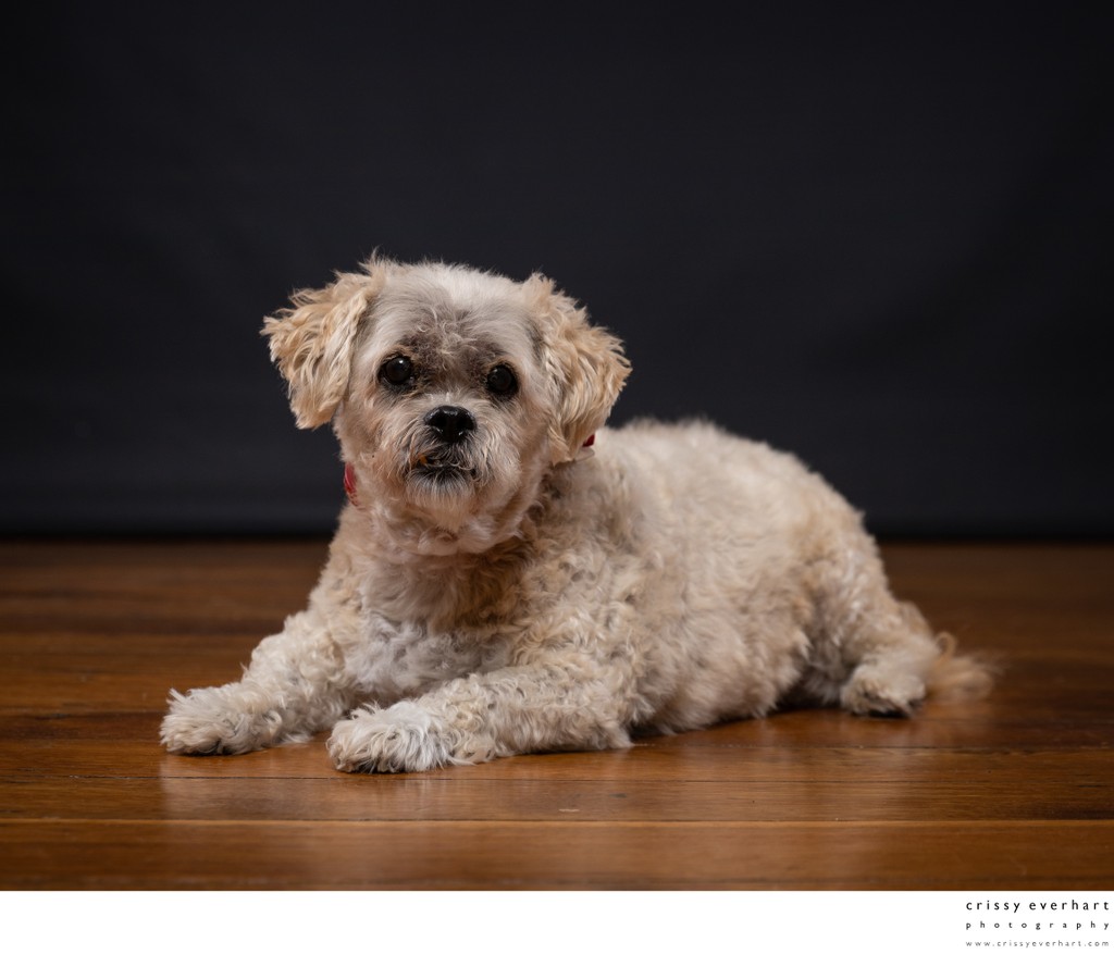 Photos of Aging Pets