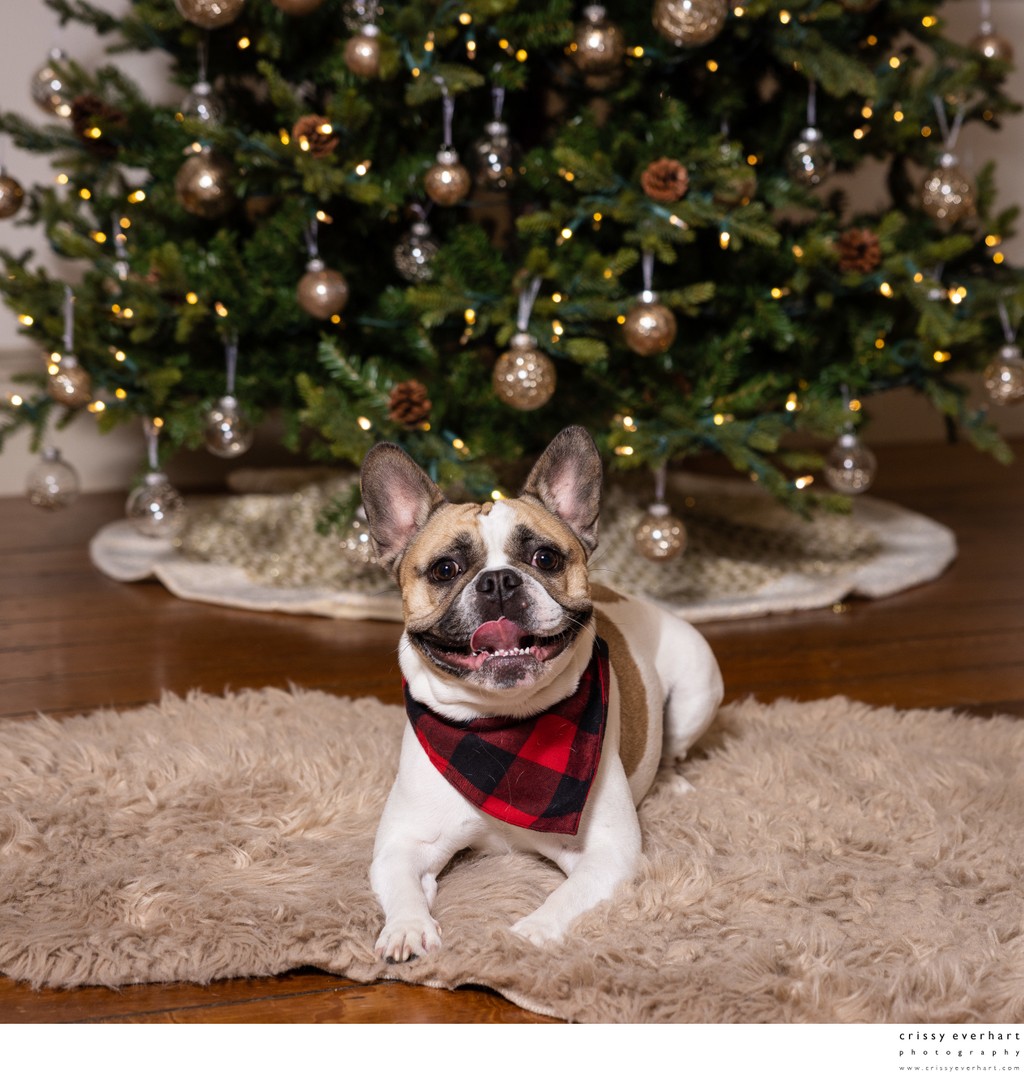French Bull Dog Under the Christmas Tree