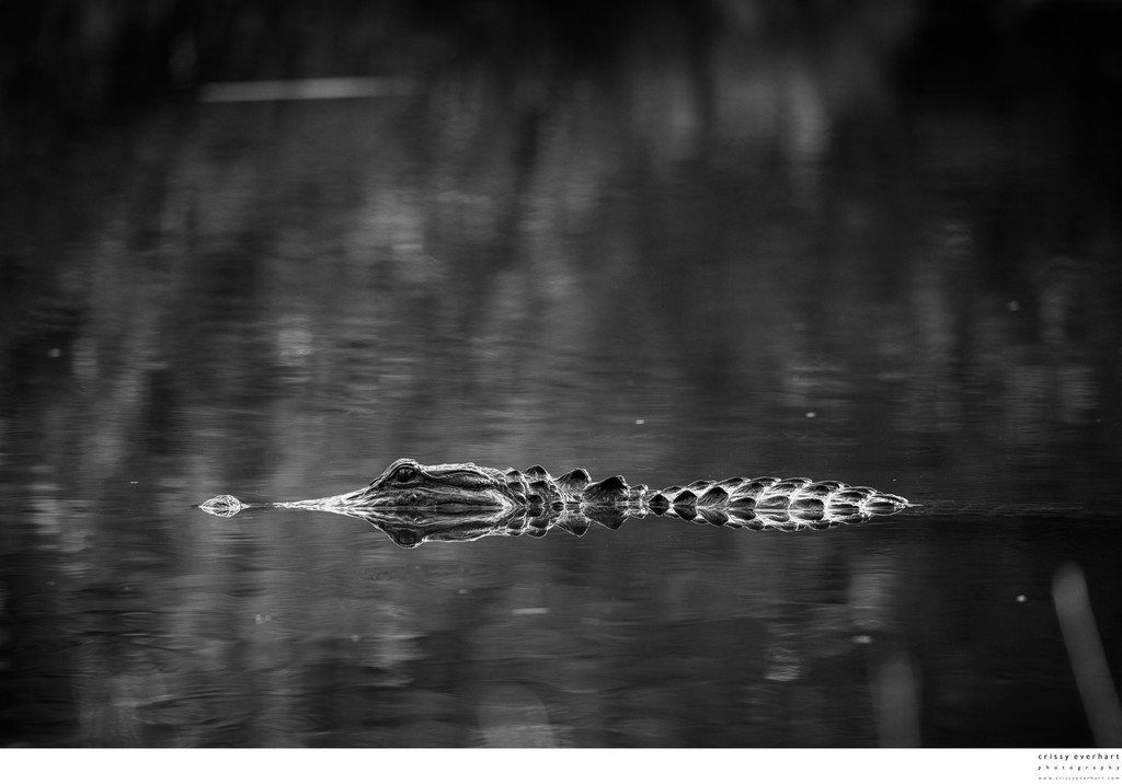 Alligator Portraits