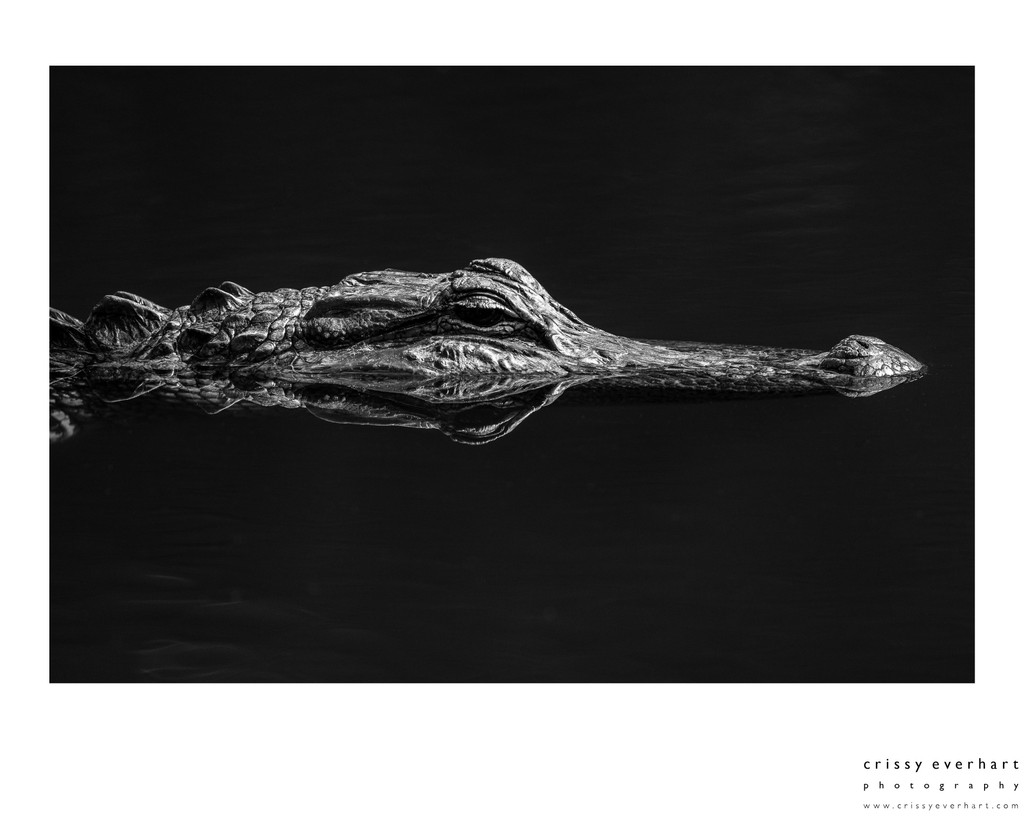 Nature Photographer