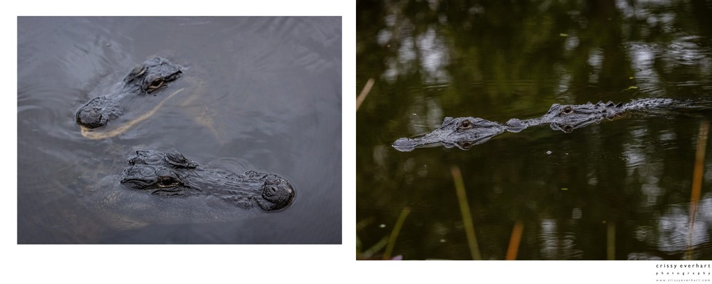 Wild Animal Photographer