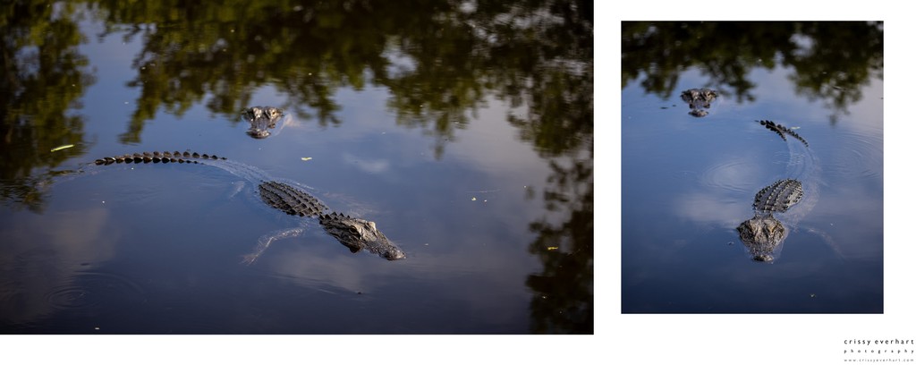American Alligator Photos