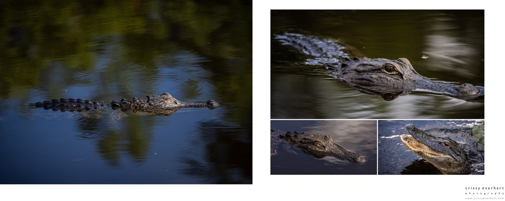 Wildlife Photographer in Florida