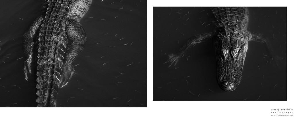 Fine Art Photos of American Alligator