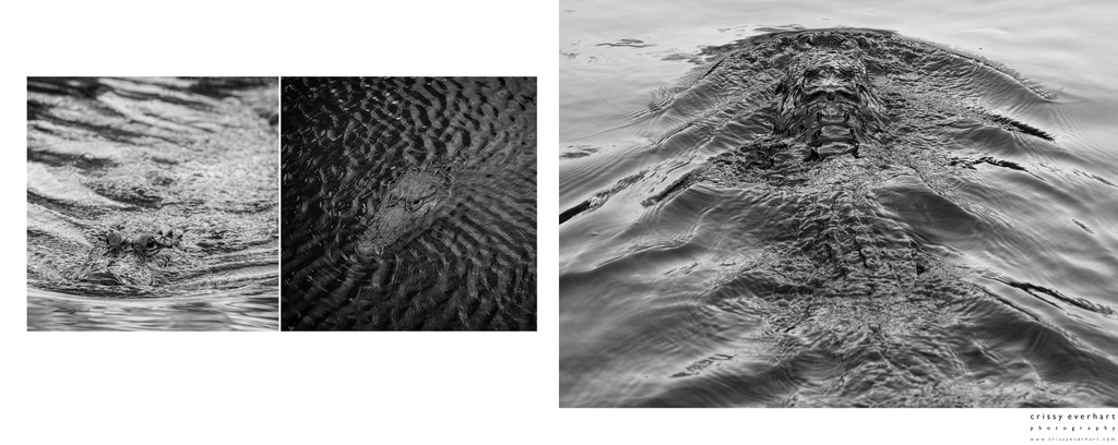 Fine Art Gator Photos
