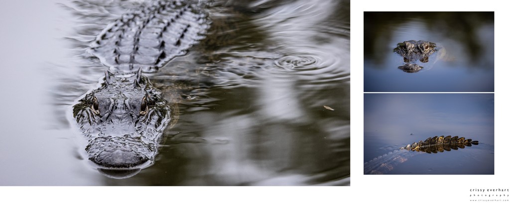 Wildlife and Nature Photos
