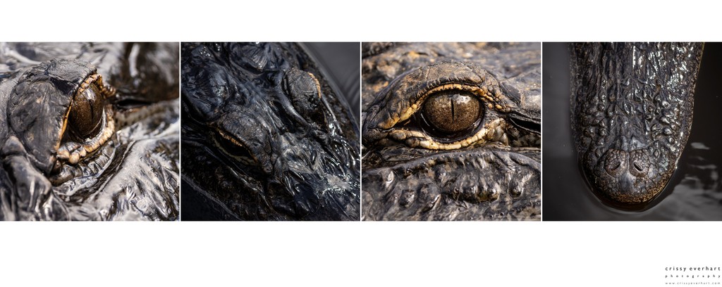 Macro Wildlife Photographs of Alligator